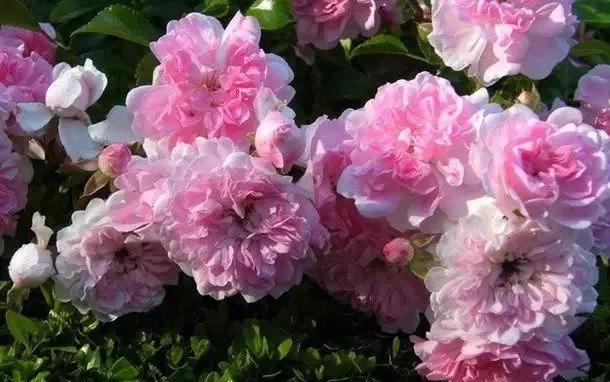 一万年一次的2020520;一起认识100种玫瑰~别送错啊