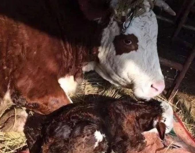 母牛没奶怎么下奶？母牛吃什么能下奶？学会了很有用