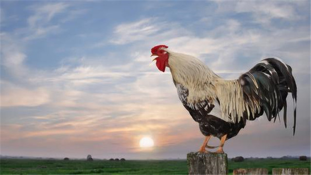 十年鸡头胜砒霜形容什么意思,十年鸡头胜砒霜真的是不能吃吗