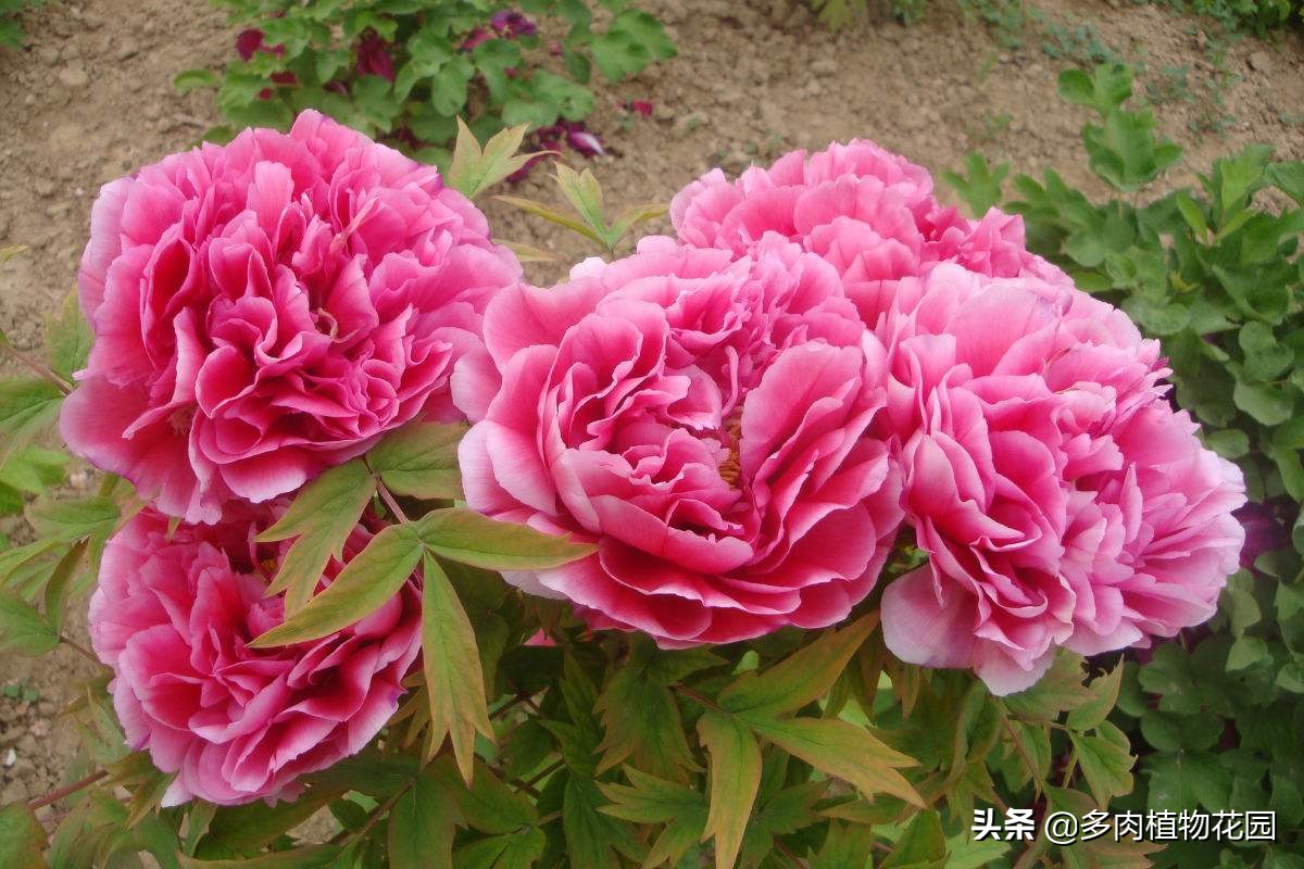 牡丹褐斑病怎么治,牡丹常见病虫害及防治方法