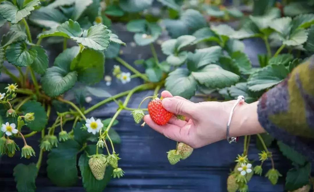 深圳适合春游的地方推荐及理由,深圳不可错过的游玩地方
