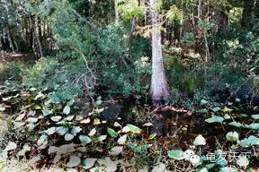 创造自然龟龟环境（翻译国外文章）