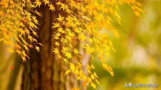 小学课本中容易读错的古诗字,古诗词中的容易读错的成语