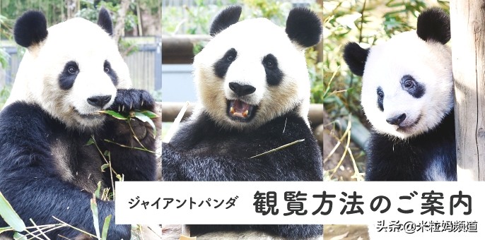 东京大阪十天亲子游,日本东京冬天亲子游