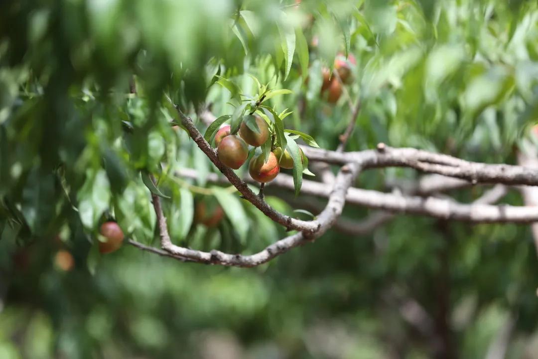 红红油桃挂枝头,这个五月“桃”你欢心