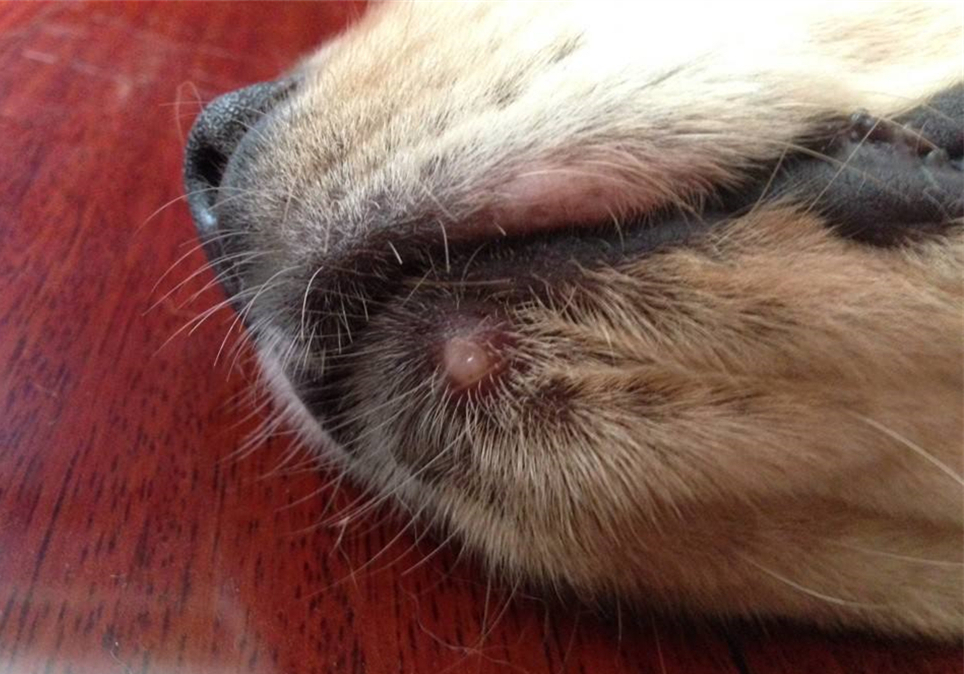 狗狗眼睛长息肉可以保守治疗吗,狗狗眼息肉怎么消除最快