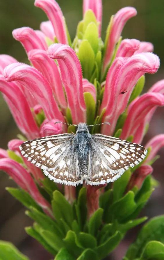 100个惊艳的美人盘点,中国最美的50个美人