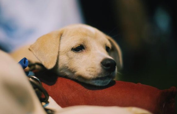 原来狗狗也会有情伤,原来狗狗也有便秘的烦恼