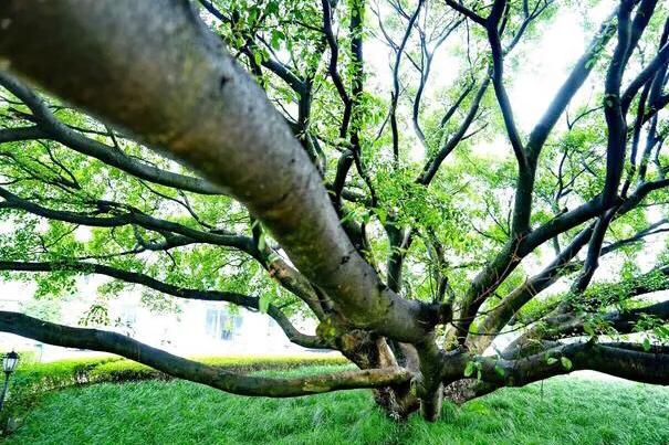 温州的学校传说,20年前温州学校回忆