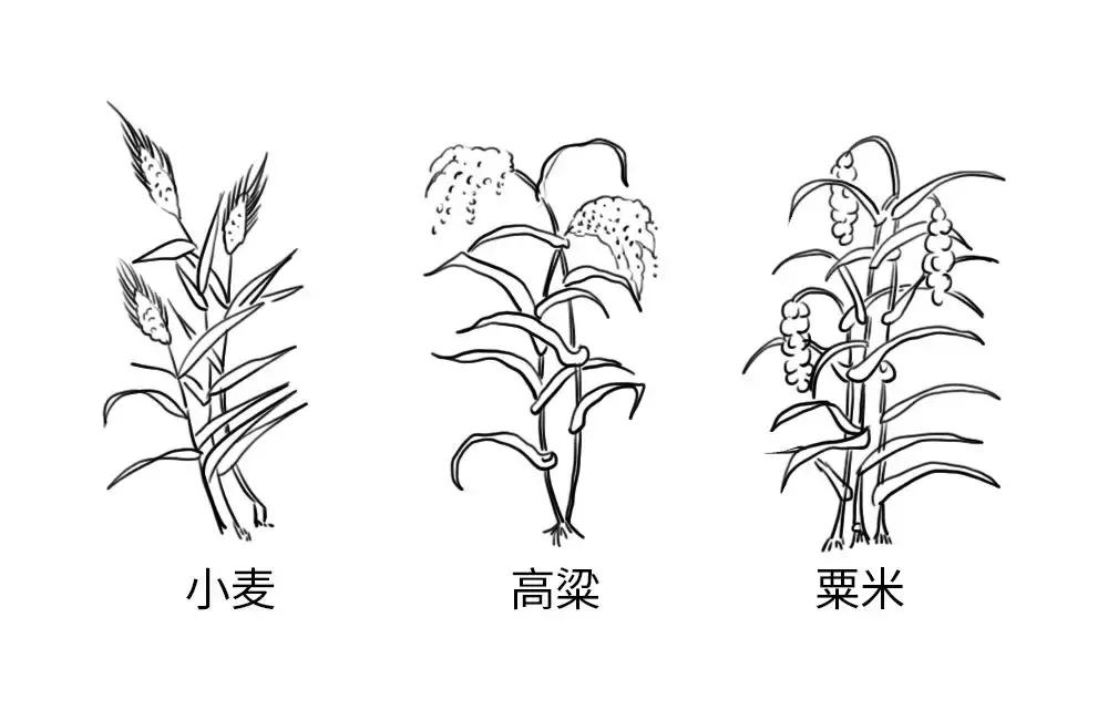 一分钟学会酿酒技巧,三分钟了解葡萄酒的酿造全过程