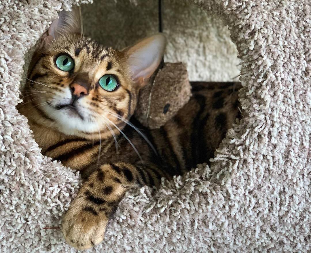 家猫得了尿闭症,家里的猫尿血吃什么药