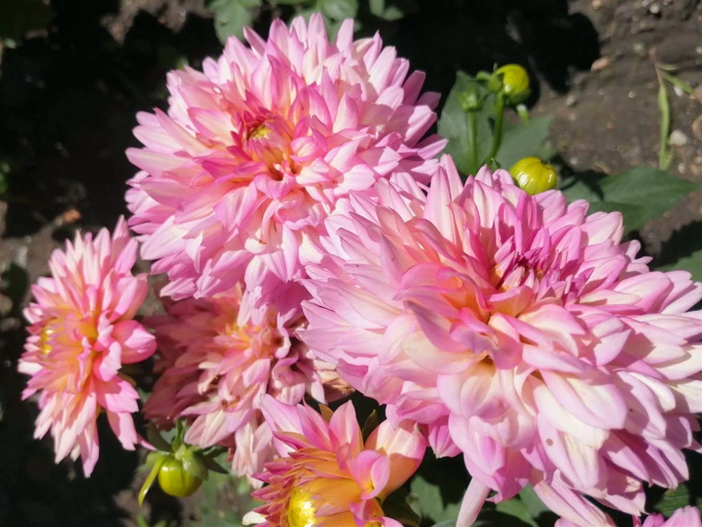 小丽花开花时可换盆,小丽花施什么肥开花多