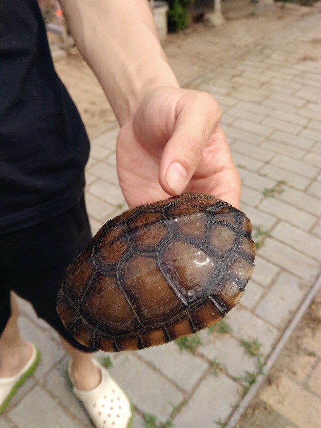 养殖宠物龟,自家养殖龟好养又挣钱繁殖快