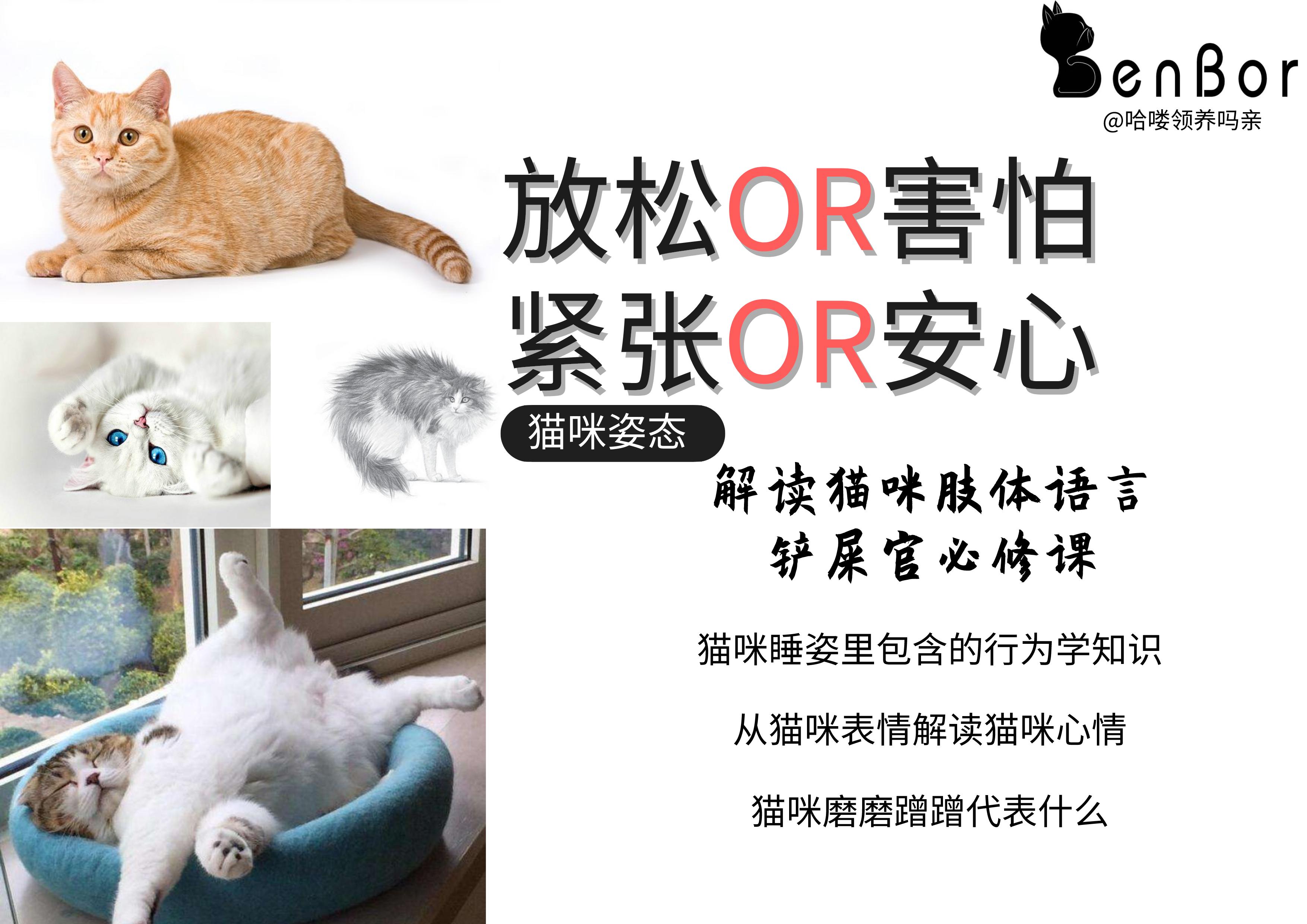猫的姿态美,猫的姿态怎么描写