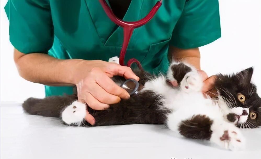 猫咪这6个常规小知识你知道几个,猫咪以后年纪大了该如何饲养