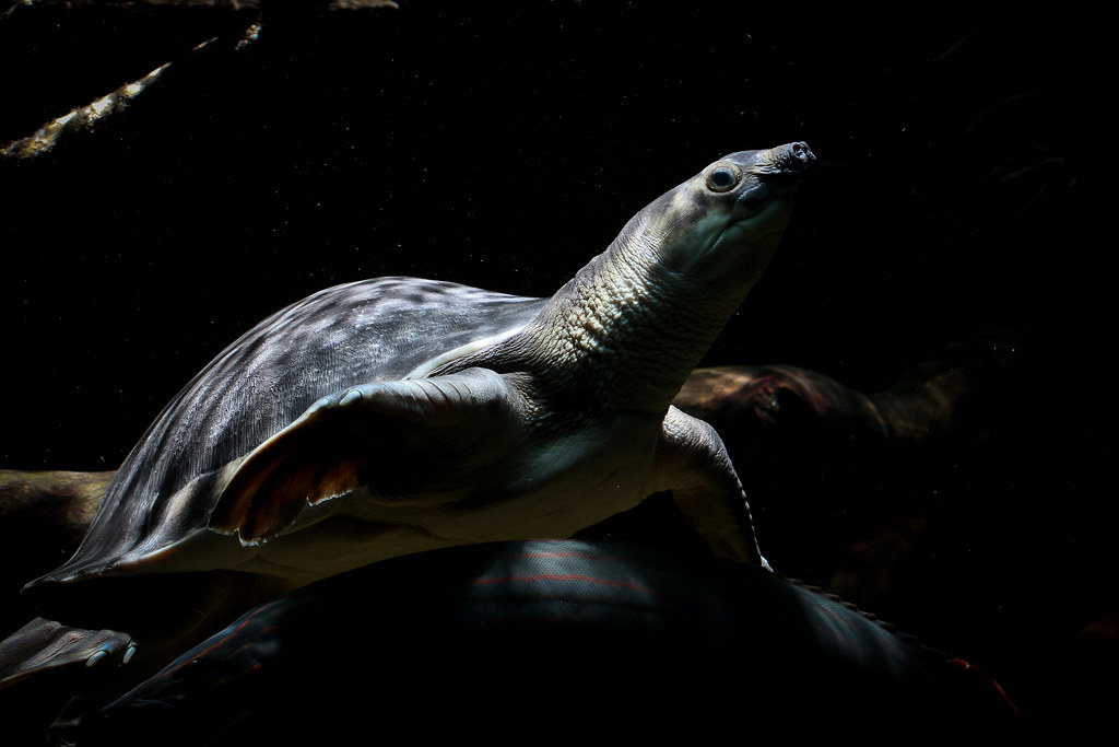 淡水河一霸!什么才算猪鼻龟的完美生活?