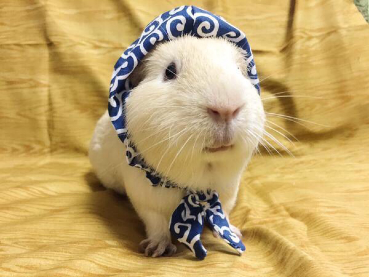 适合上班族养的小型宠物都有什么,适合在家养的小宠物便宜好养