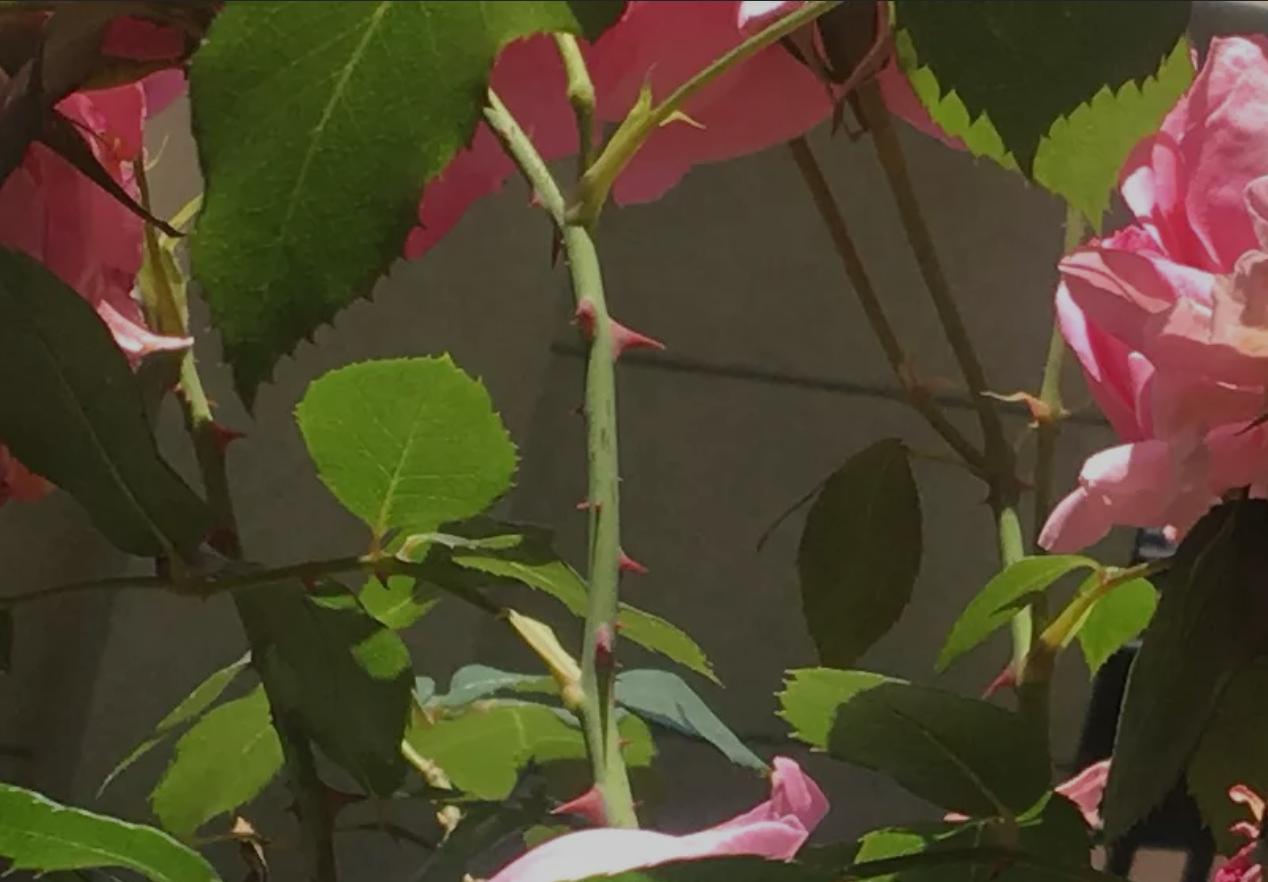 月季玫瑰蔷薇芍药牡丹的区别,玫瑰是月季和蔷薇的杂交