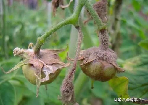 番茄灰霉病控制住,灰霉病番茄能吃吗