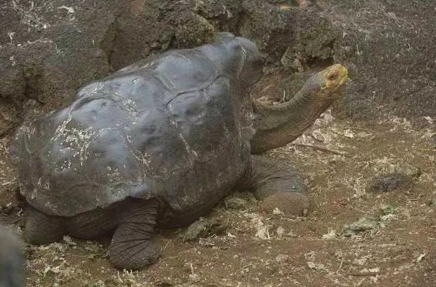 百岁老龟成功拯救物种,雄龟50年繁育800只幼龟