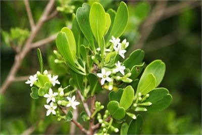 台湾生态农业庄园,台湾生态农业产业园