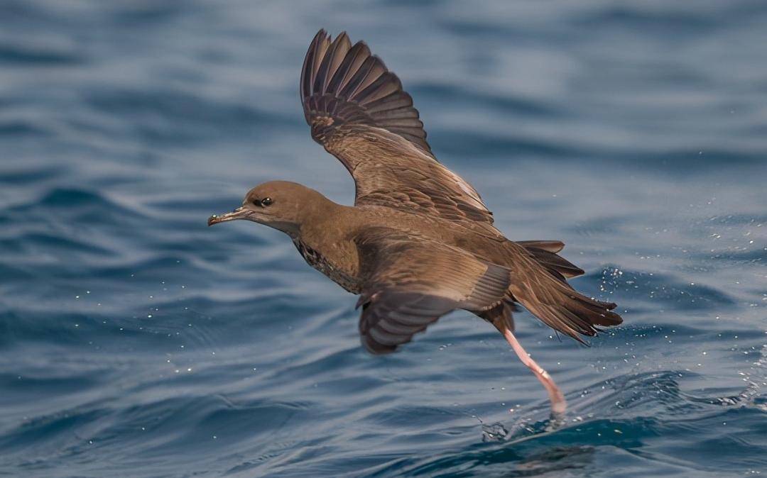 东江揽胜,惠州淡水常见鸟类图谱