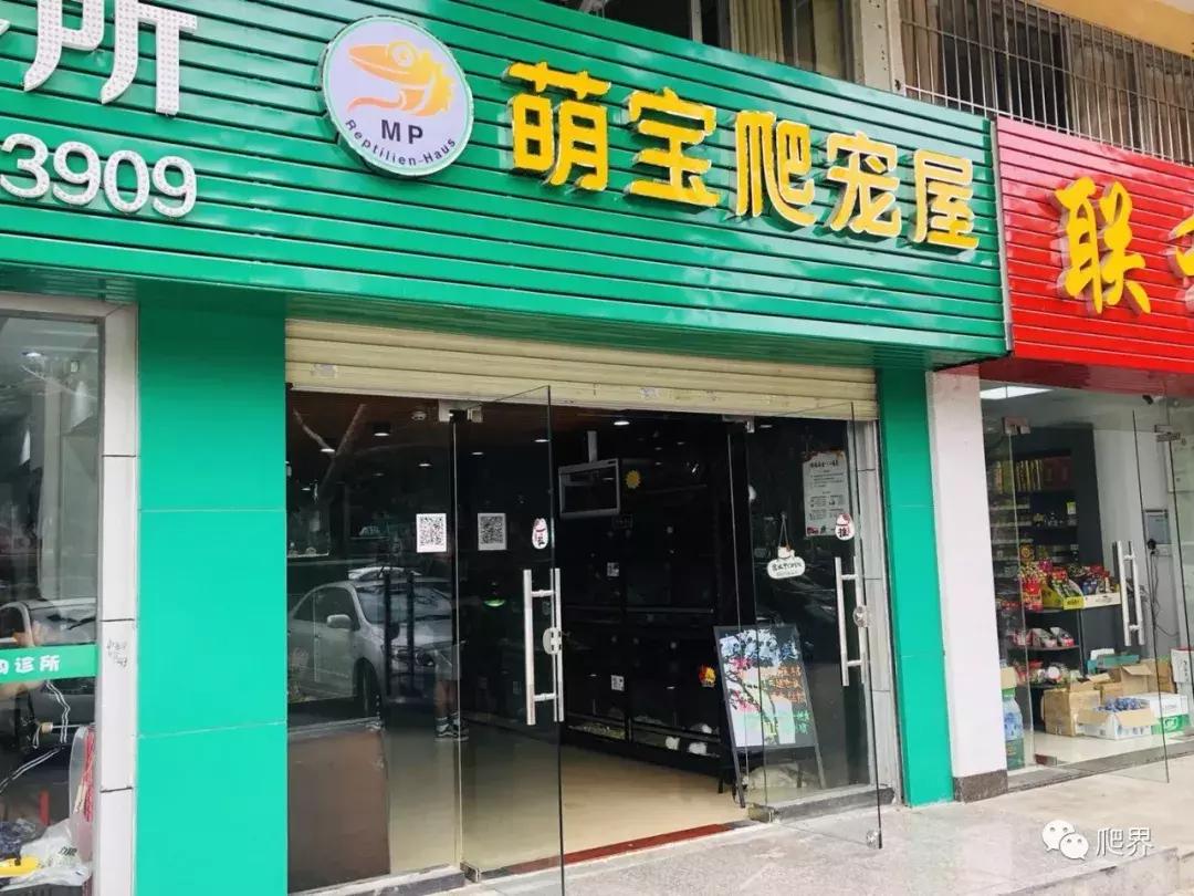 湛江爬宠店,深圳爬宠店在哪里