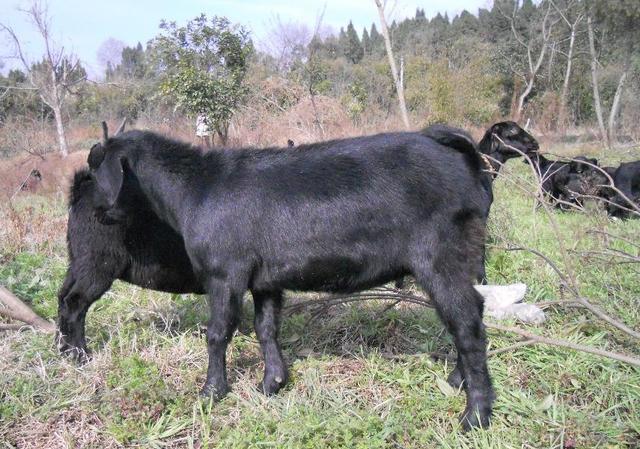 养羊的7个基本知识,养羊四个基础知识