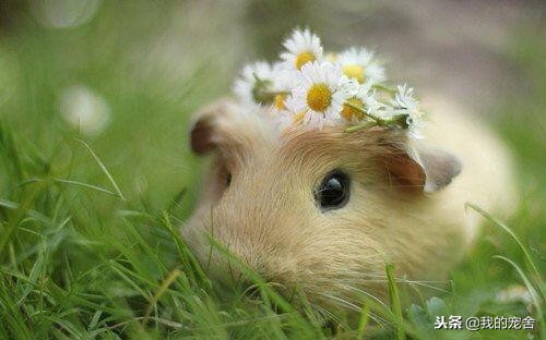 仓鼠跑掉了怎么找到它？抓住这些规律就不用去翻箱倒柜的满屋找了