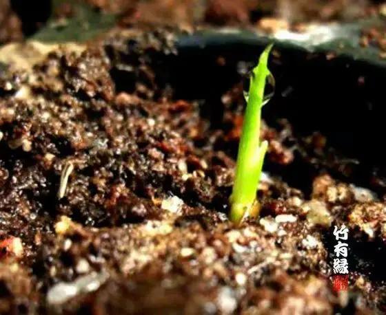 竹子开花，百年难遇的奇闻怪事，生命的最后绽放