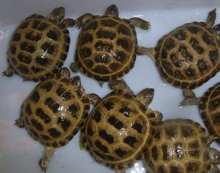 世界陆龟图鉴,世界稀有物种陆龟