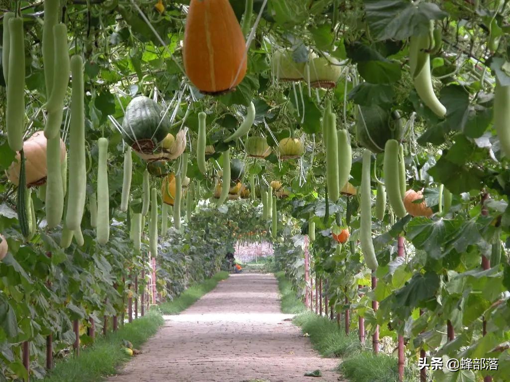 未来农村十大项目,农村最新项目商机