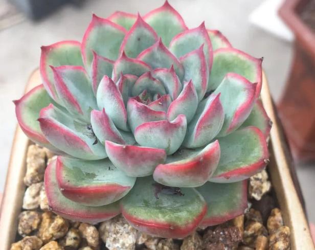 蜂窝煤养多肉有什么好处,蜂窝煤养多肉要怎么处理