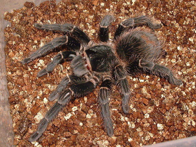 在野外奇形怪状的蜘蛛,各种宠物蜘蛛图片