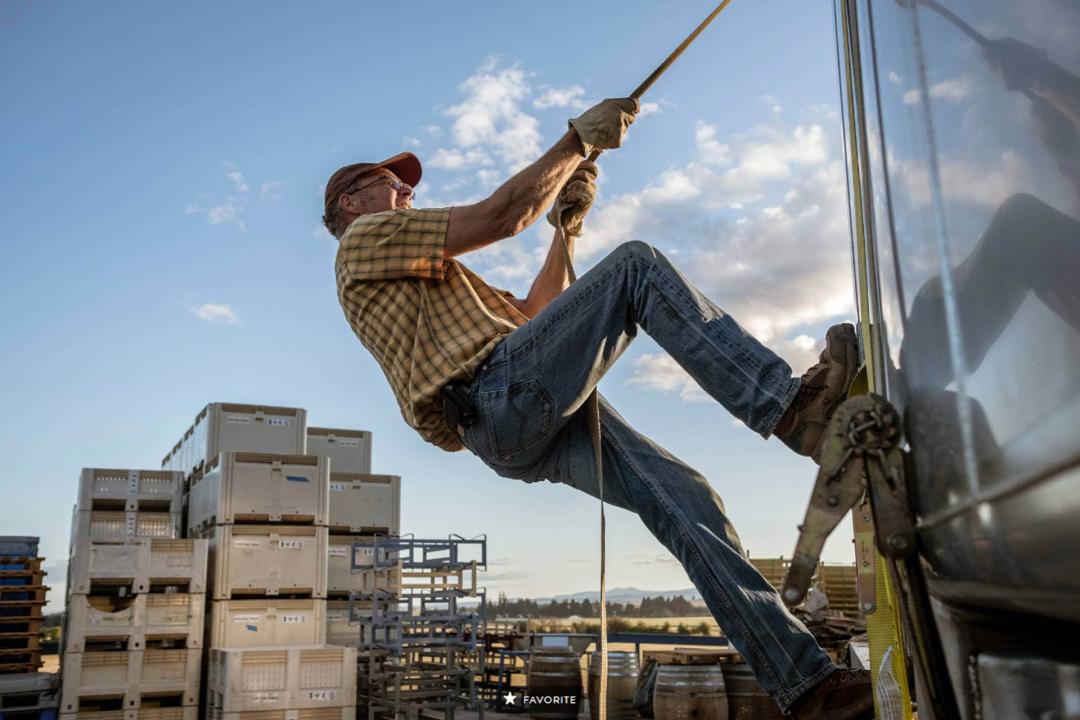 葡萄园真实体验,在葡萄园干活的原声视频
