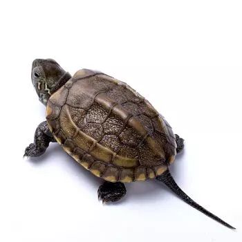 小乌龟注意啥才能健康成长,乌龟怎么养简单又不会让乌龟生病