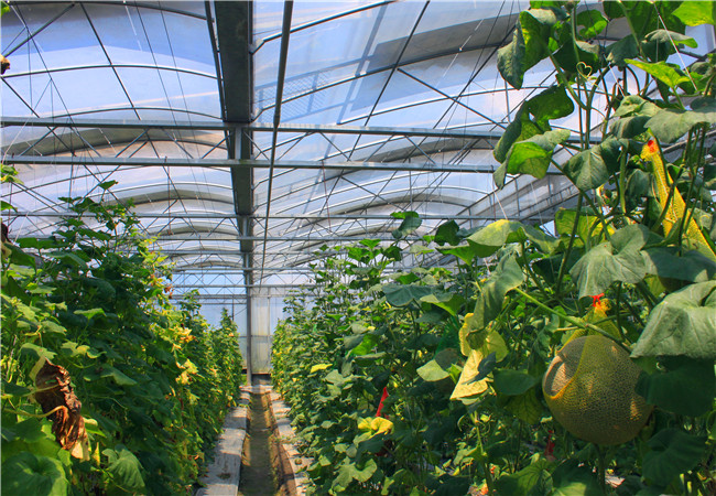 温室采用什么分区好,温室布局的基本要求是什么