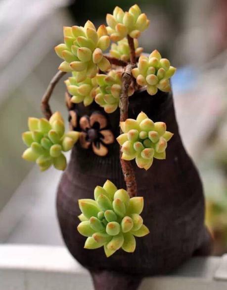 多肉徒长严重的怎么处理,多肉徒长补救最佳方法