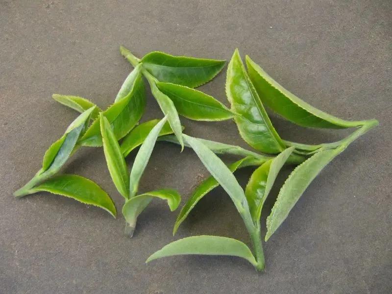 茶叶制作过程中摊放与萎凋的区别,萎凋程度对茶叶有什么影响