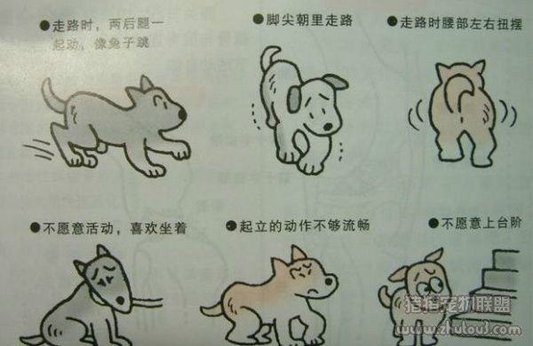 藏獒营养不良什么表现,藏獒趴蹄最佳治疗方法