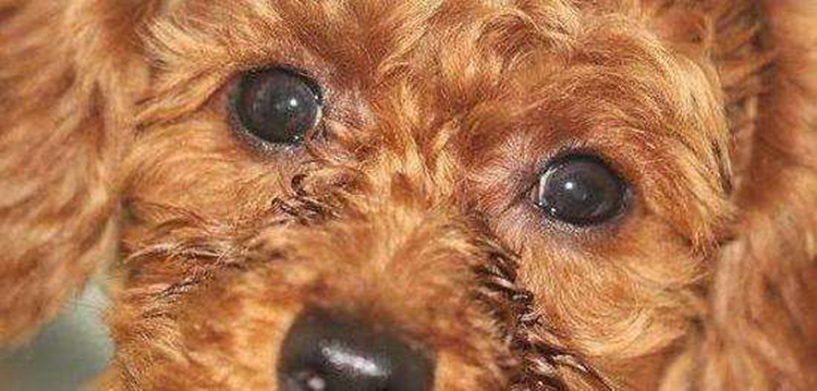 泰迪犬要怎么训练不乱叫,泰迪犬如何养好