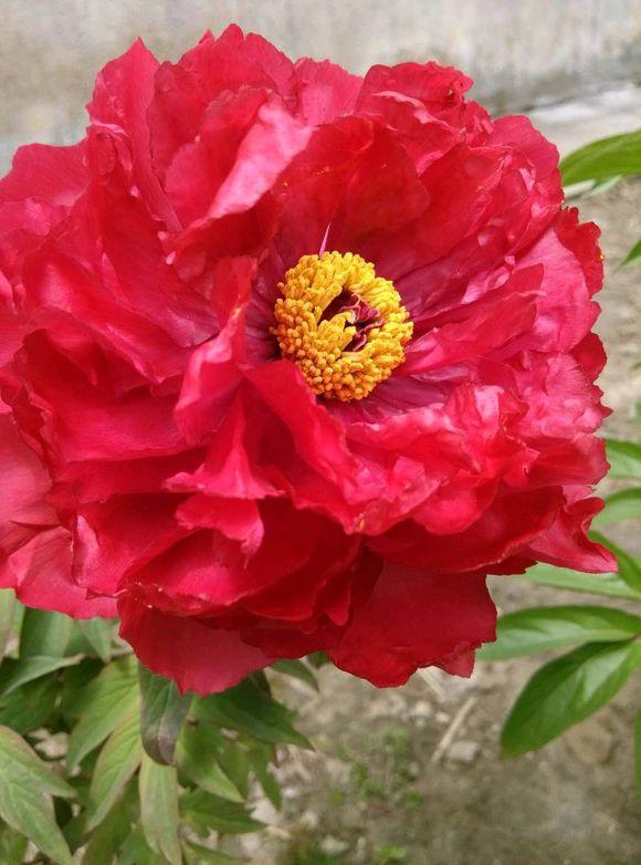 牡丹叶子发黄，教你3招小妙招，叶子绿出油