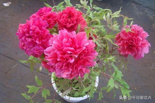 紫斑牡丹萎蔫如何管理,牡丹叶面发黄是什么原因