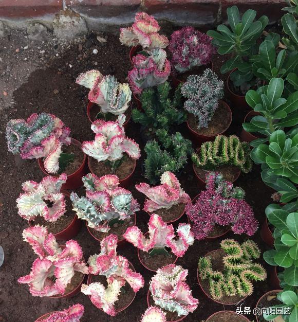 麒麟掌能用大花盆吗,麒麟掌放客厅好吗