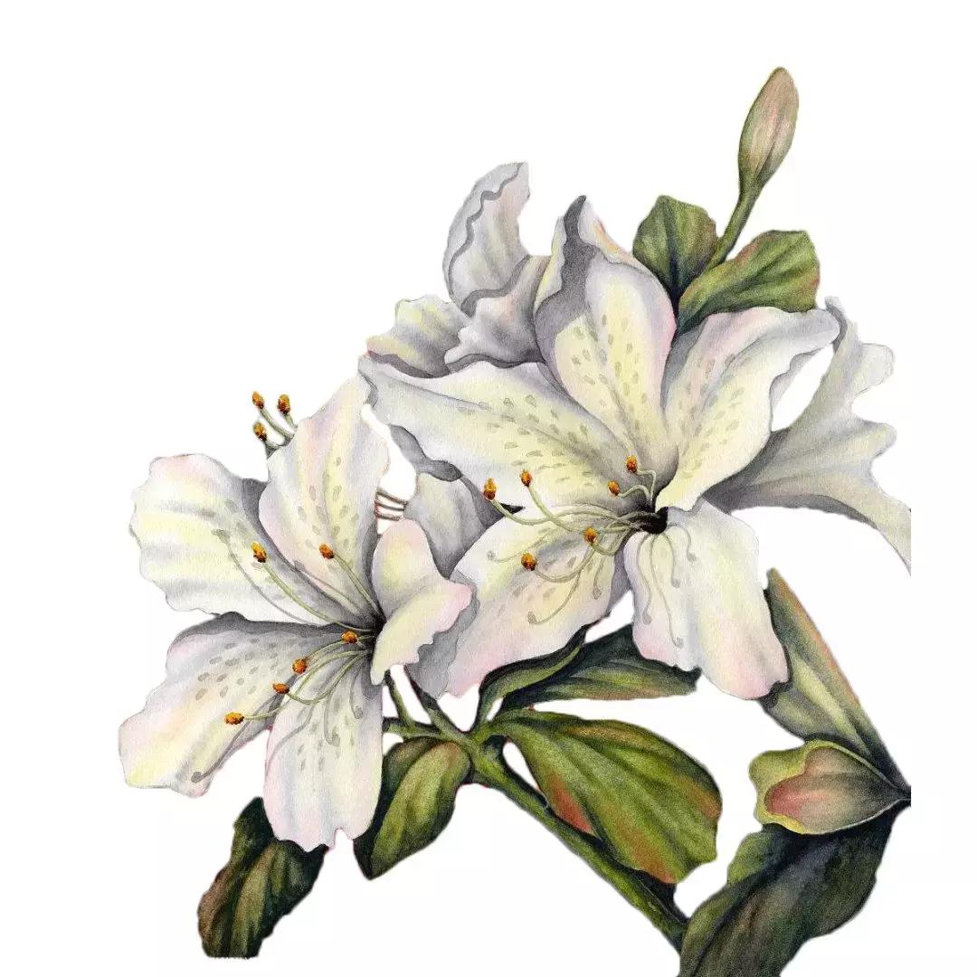 种草芦丹氏香水,铁百合芦丹氏