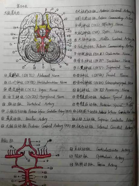 川大医学笔记,成都中医药大学学生救人人民日报