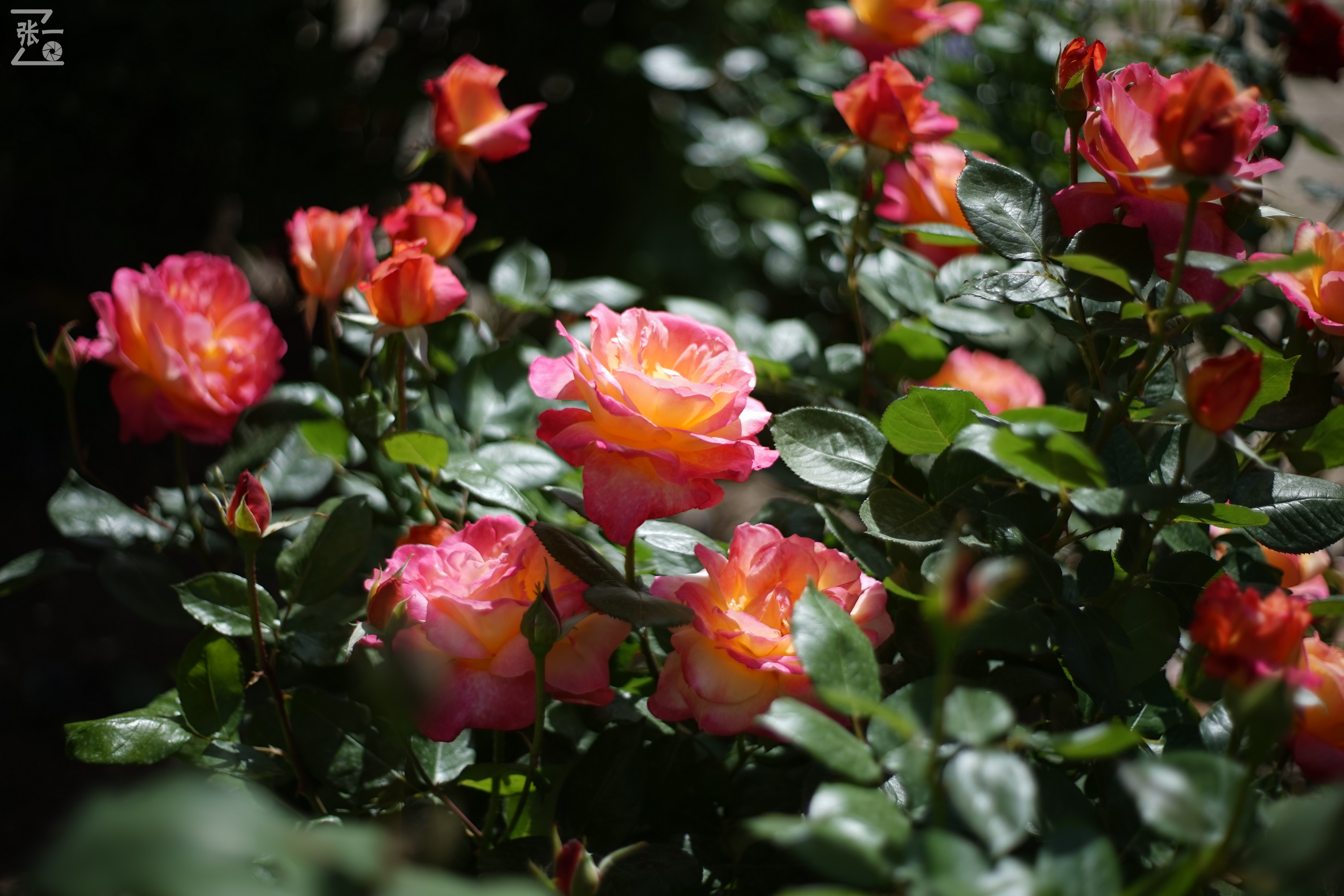 凤凰国产50mm镜头,凤凰索尼e口镜头