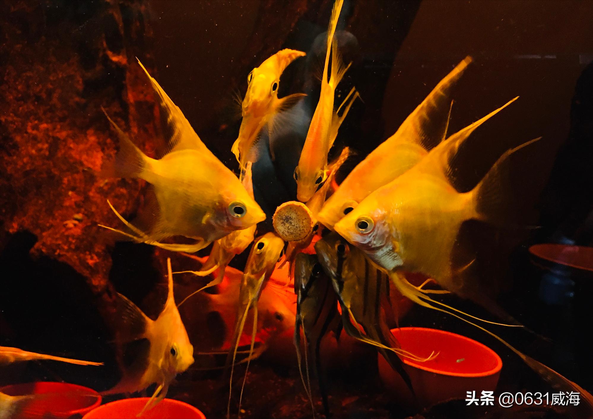 燕鱼最好喂什么,燕鱼与其中一条打架什么原因