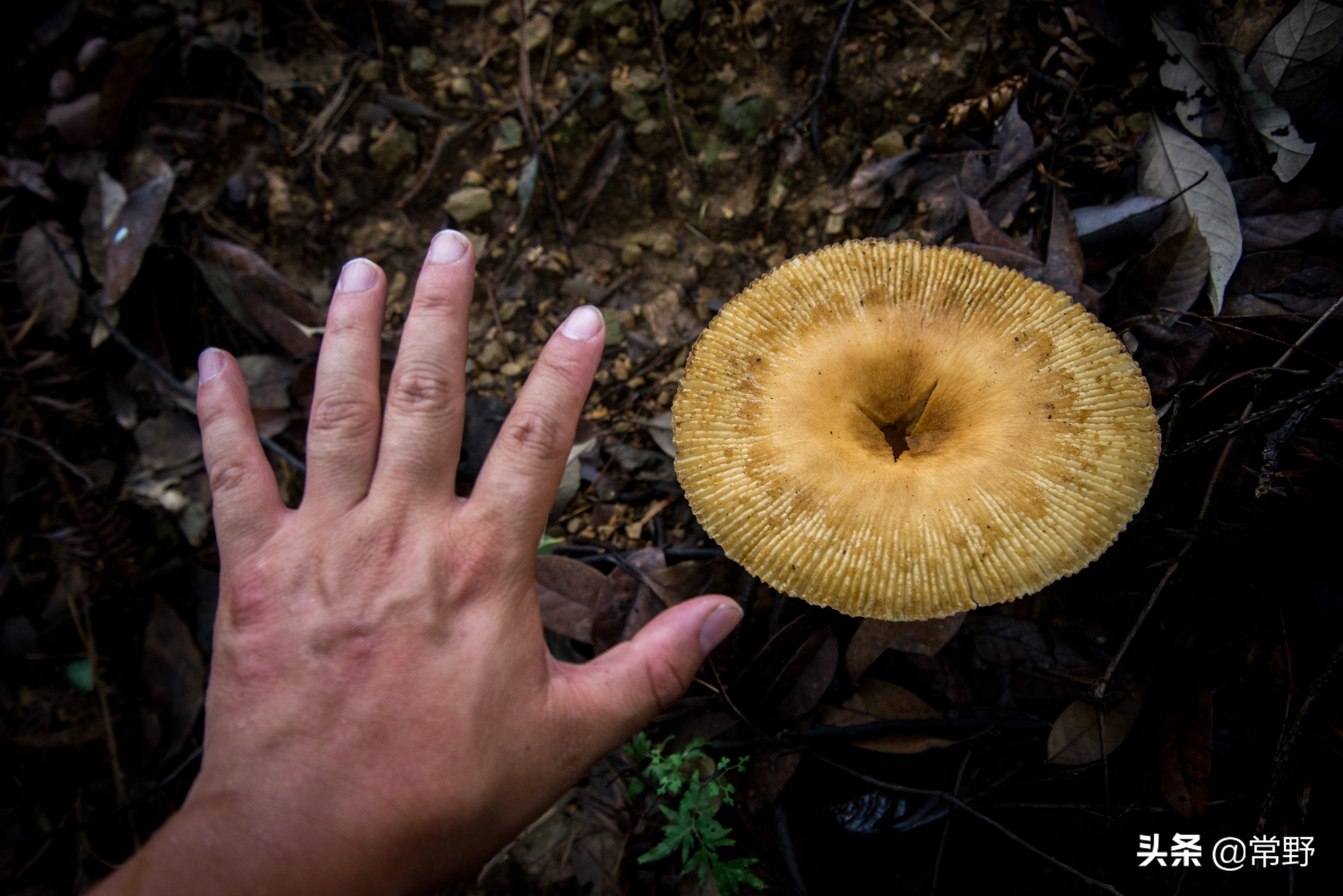 长沙谷山为什么叫谷山,长沙郊野公园