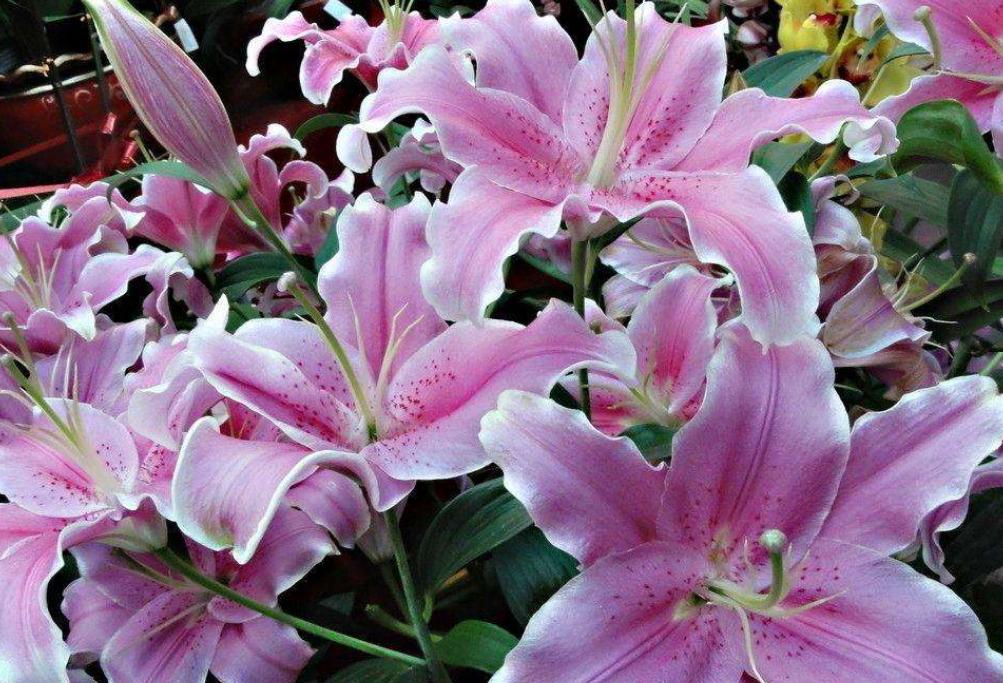 百合花长挺高不长花苞什么原因,百合花只长高不开花怎么回事